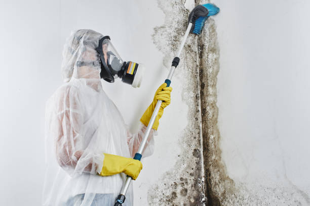 Why You Should Choose Our Mold Remediation Services in Calverton, NY